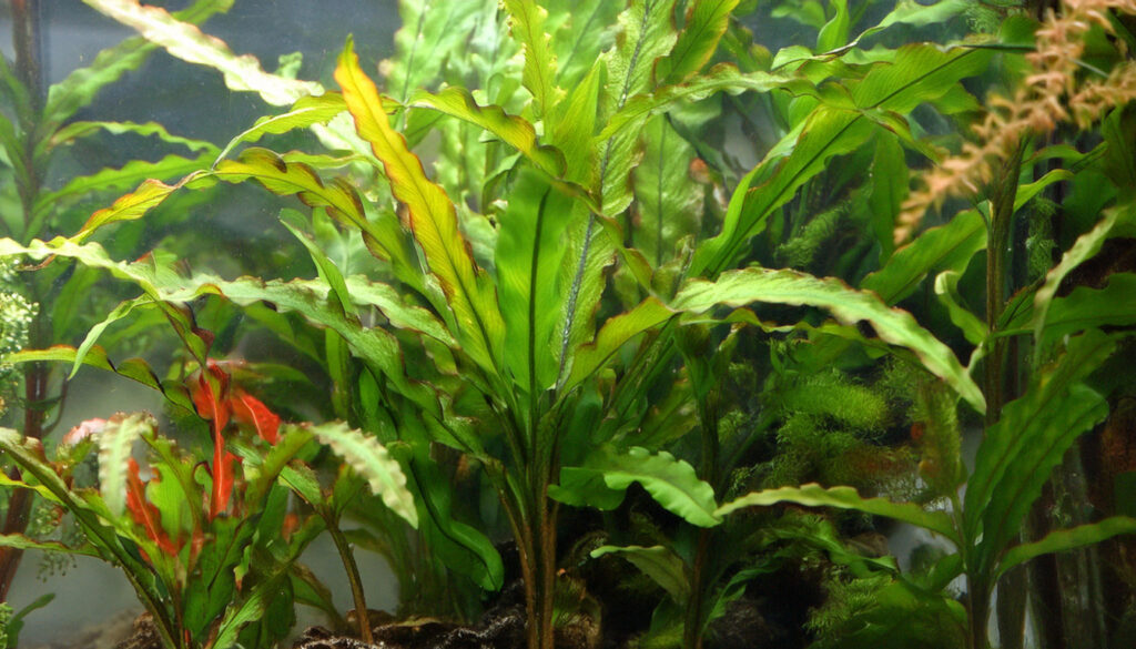 Cryptocoryne Spiralis