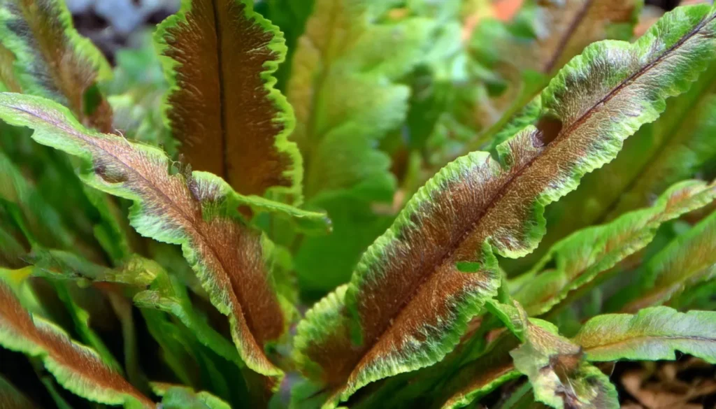  Cryptocoryne wendtii Red, 