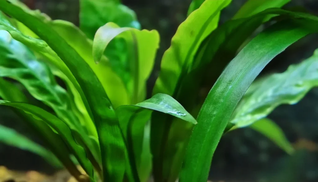 Cryptocoryne wendtii green