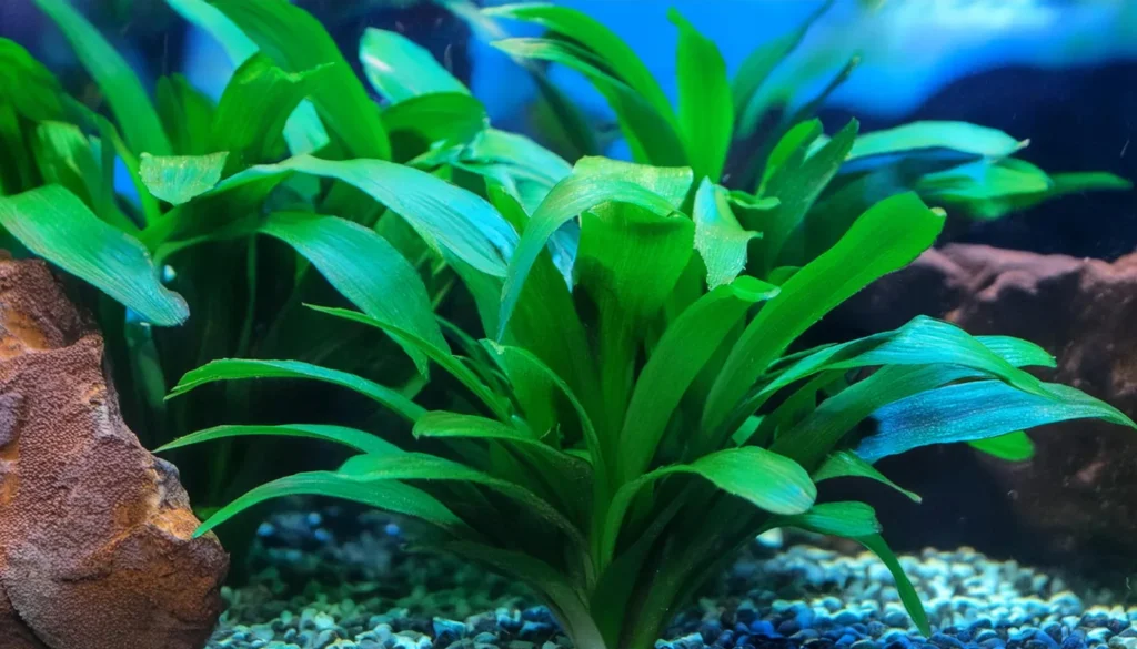 Cryptocoryne wendtii green