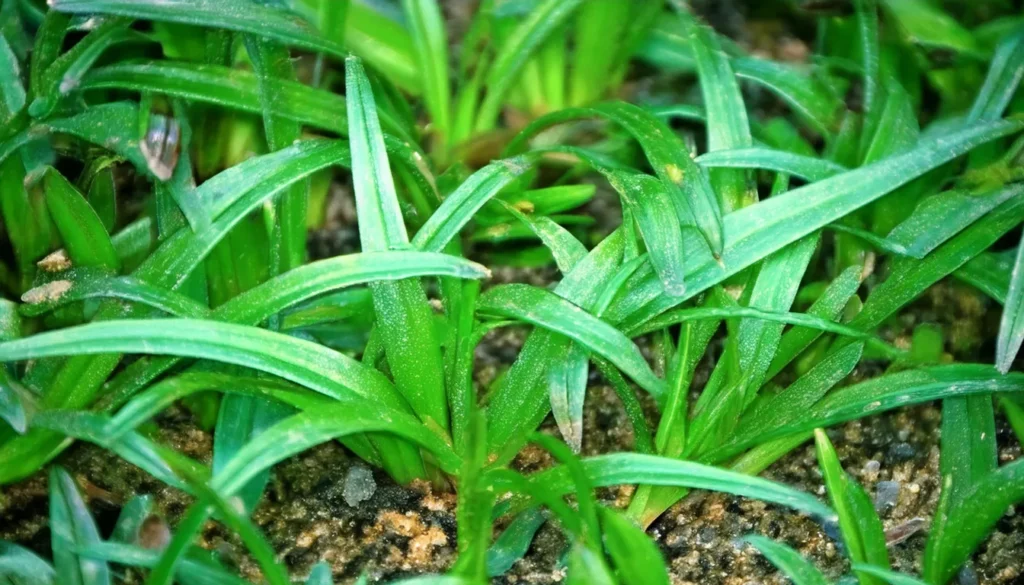 Dwarf Sagittaria