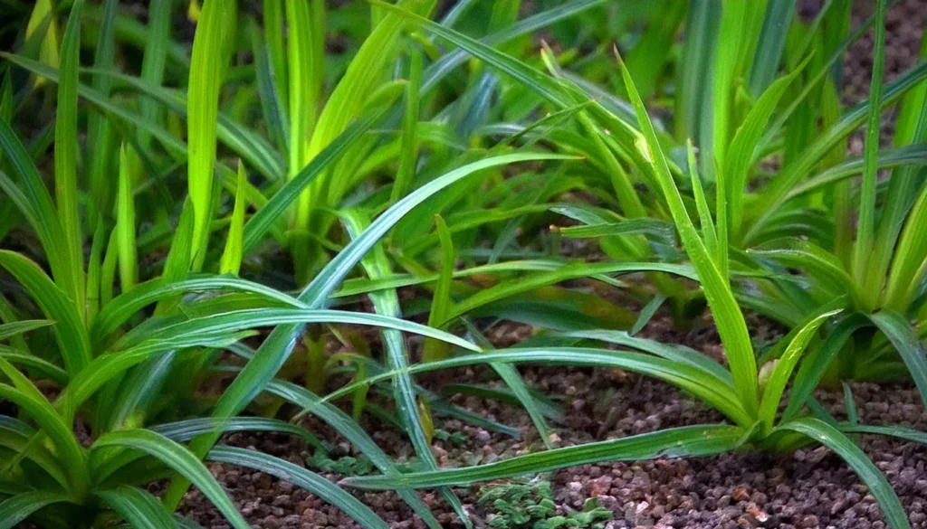 Dwarf Sagittaria