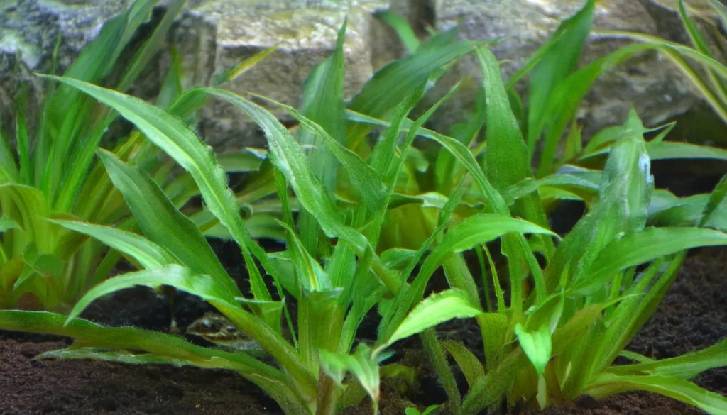 Dwarf Sagittaria