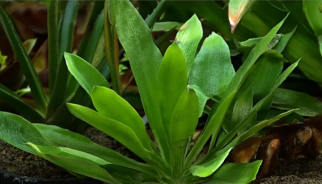 Echinodorus Bleheri