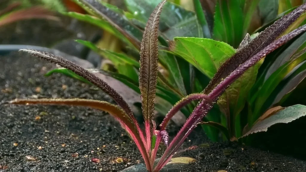 Echinodorus Horemanii Red