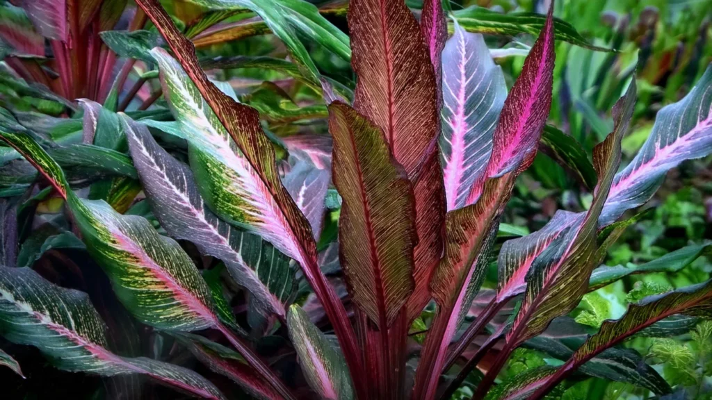 Echinodorus Horemanii Red