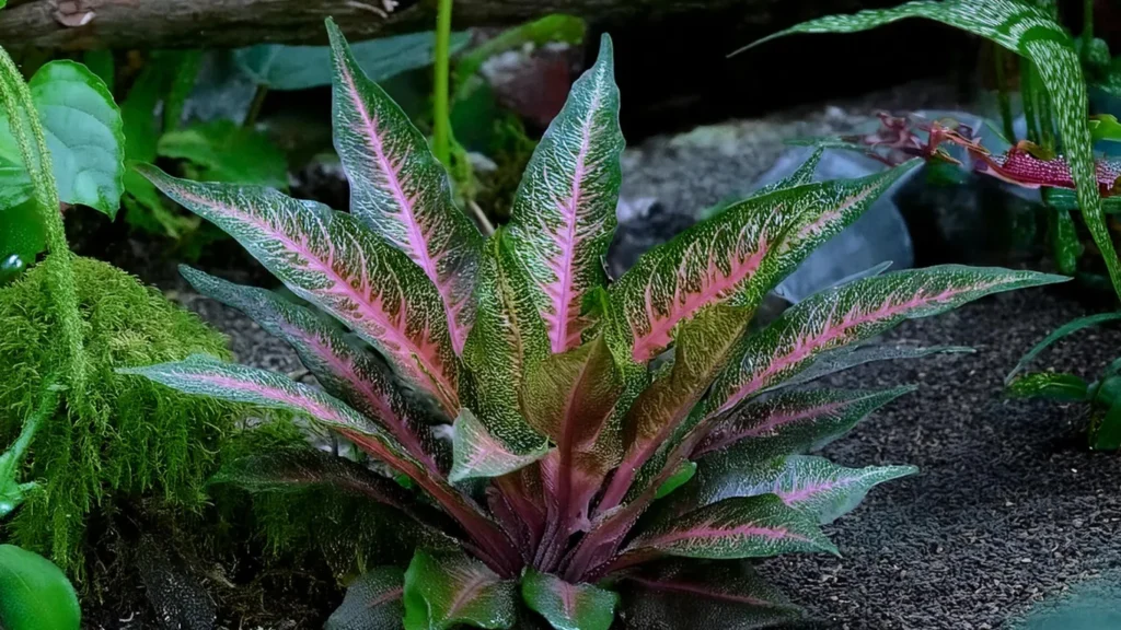 Echinodorus Horemanii Red