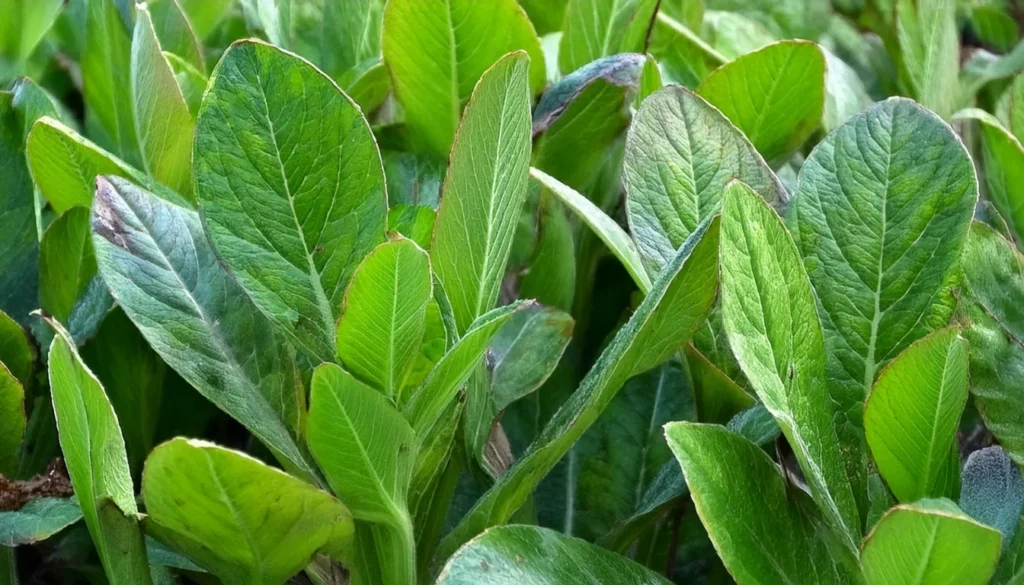 Echinodorus Horizontalis Mini