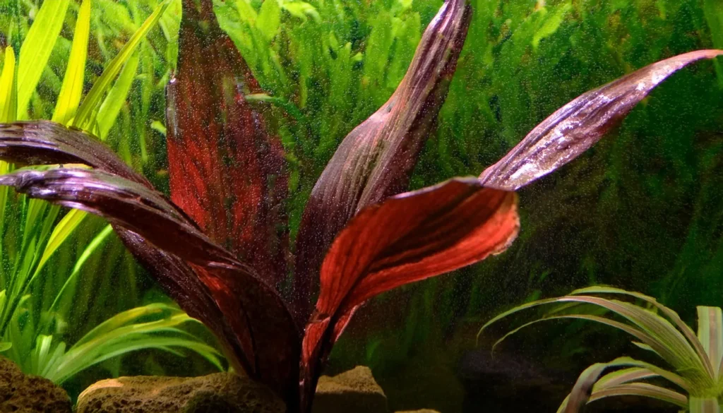 Echinodorus Red Flame