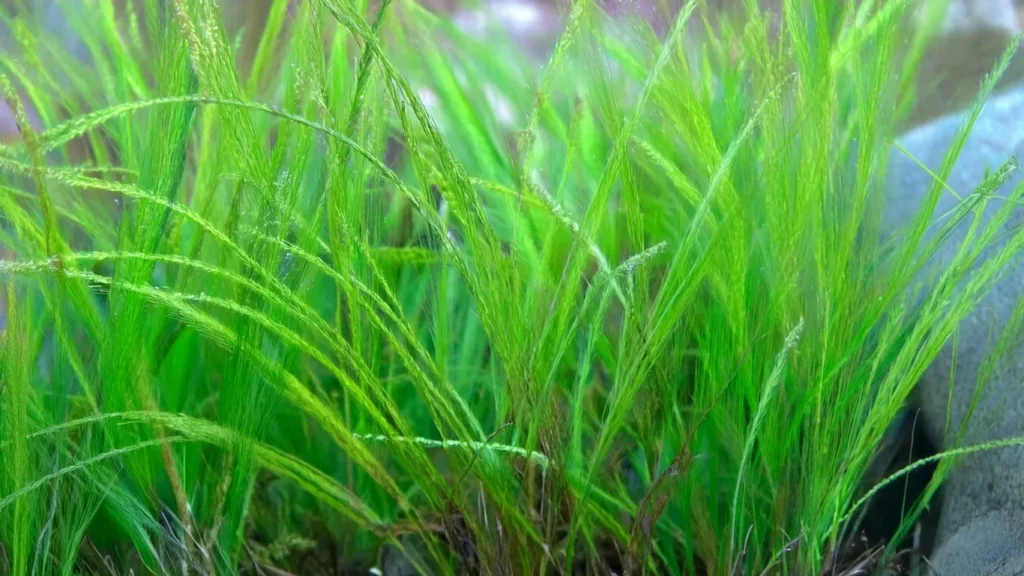 Eleocharis parvula