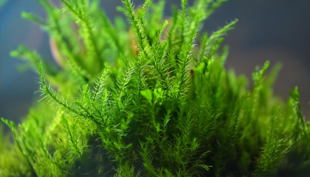  flame moss