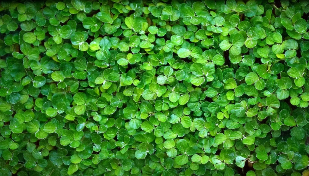  Glossostigma Elatinoides