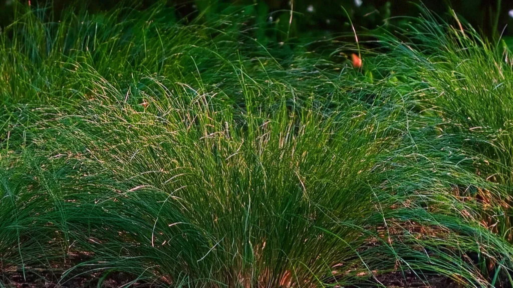  Helanthium Tenellum