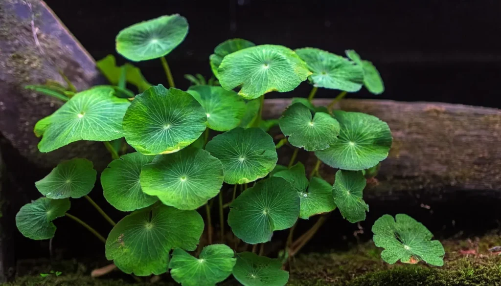 Hydrocotyle Leucocephala