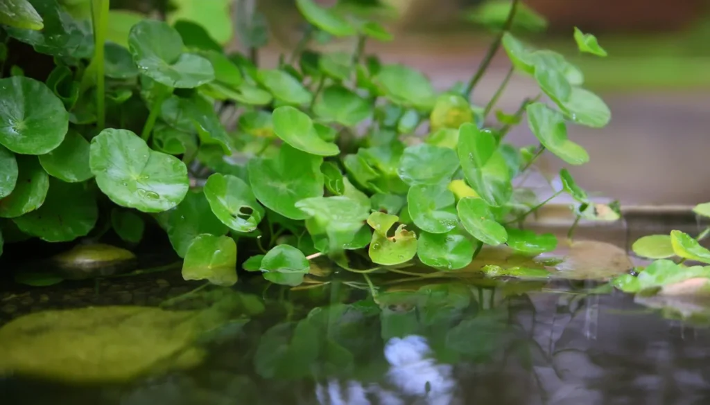 Hydrocotyle Leucocephala