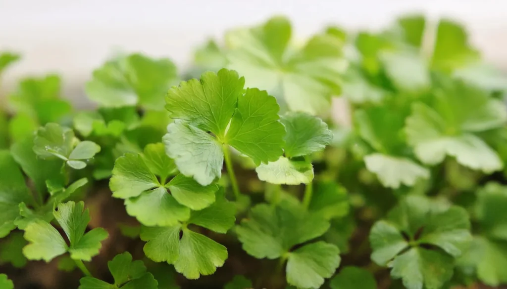 Hydrocotyle Tripartita