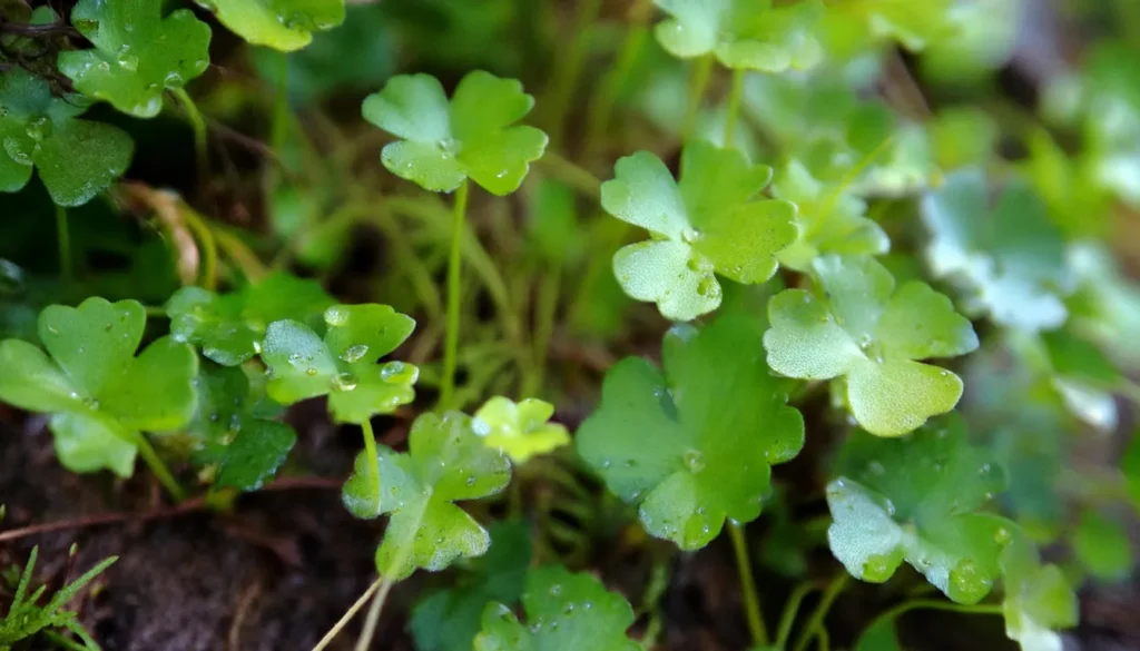 Hydrocotyle Tripartita