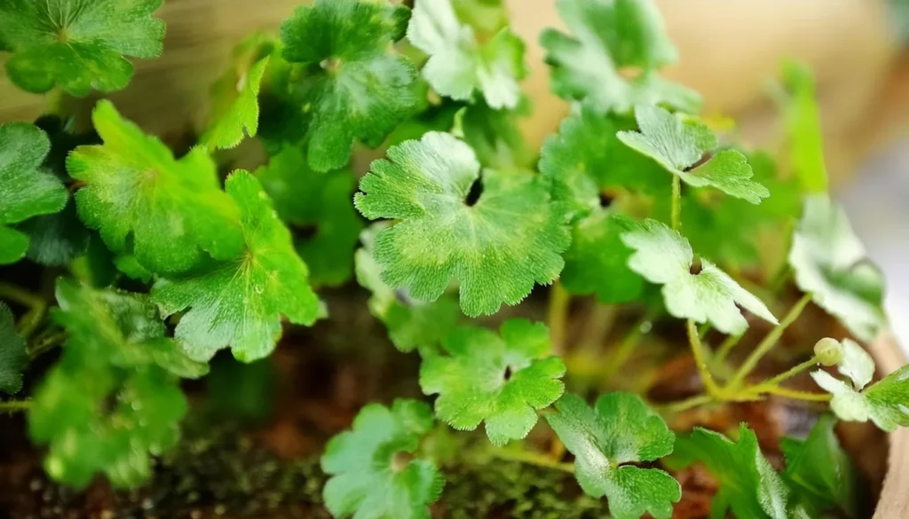 Hydrocotyle Tripartita