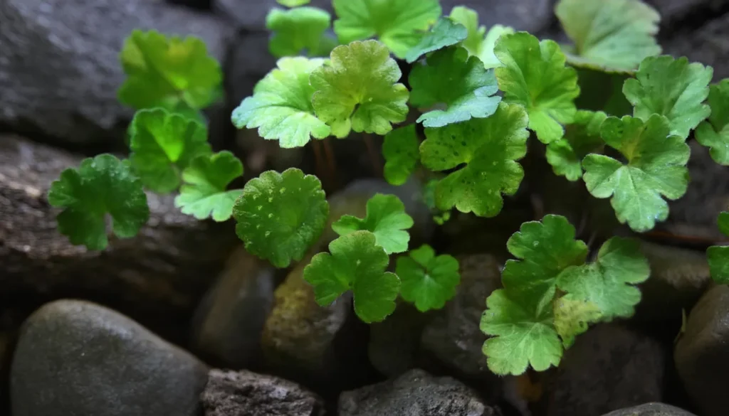 Hydrocotyle Tripartita