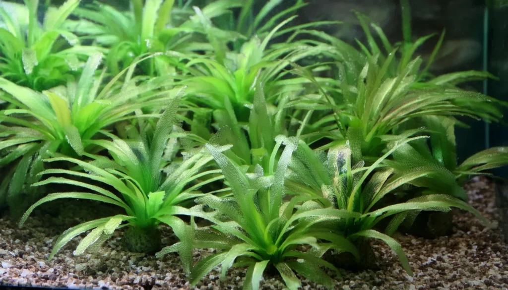 Hygrophila Difformis