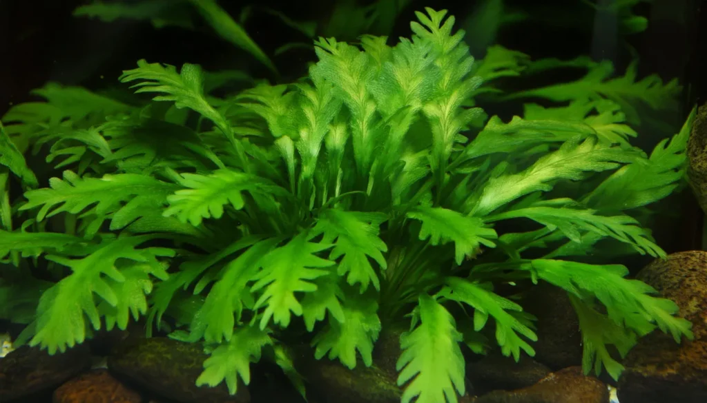 Hygrophila Difformis