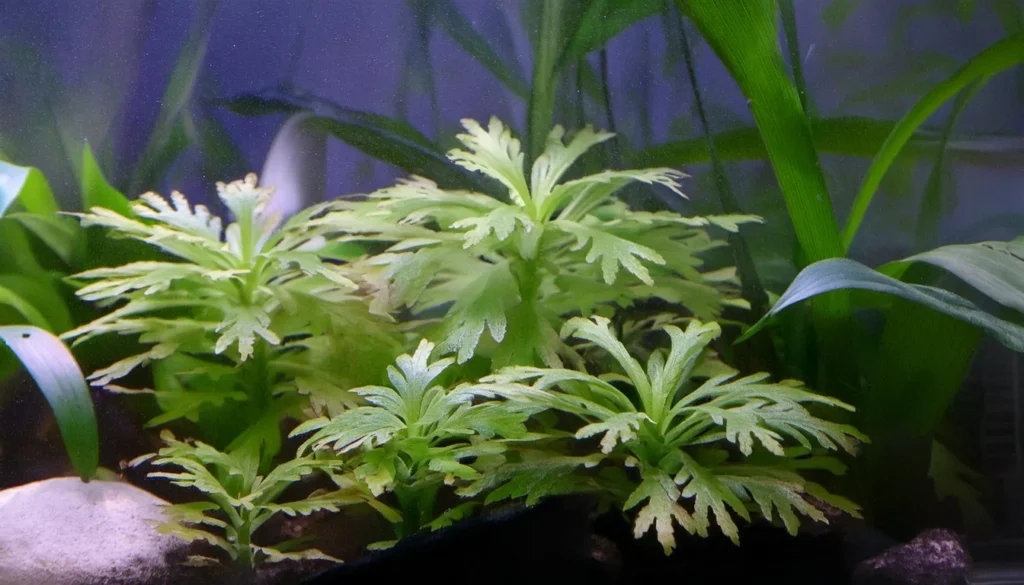 Hygrophila Difformis