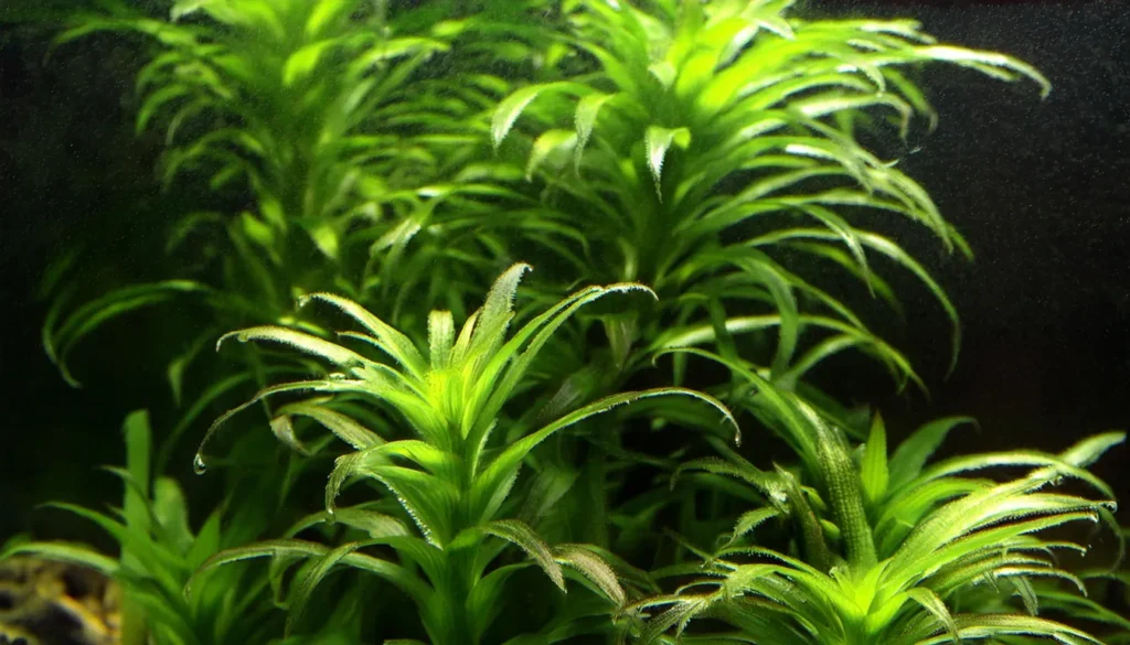 Hygrophila Difformis