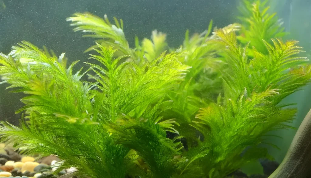 Hygrophila Difformis