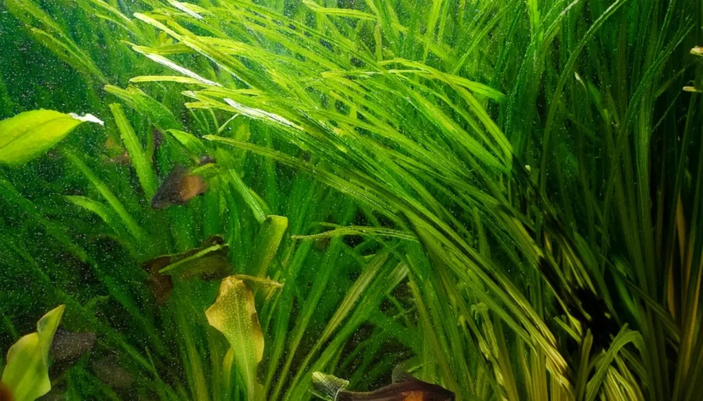 Jungle Vallisneria