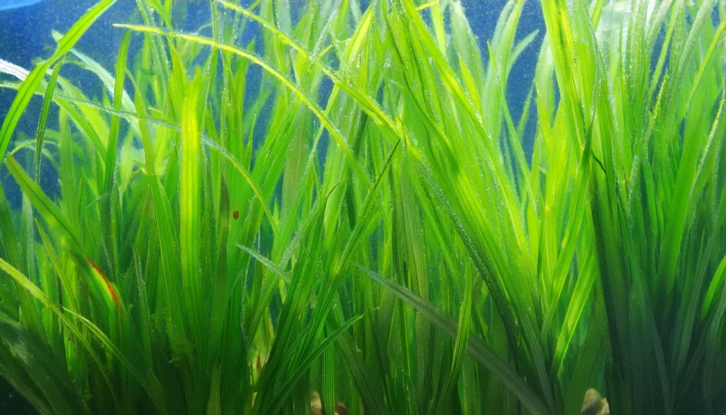 Jungle Vallisneria