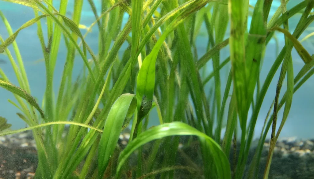 Jungle Vallisneria