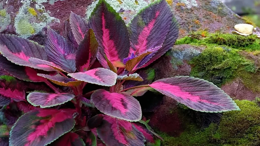 Lagenandra Meeboldii 'Red