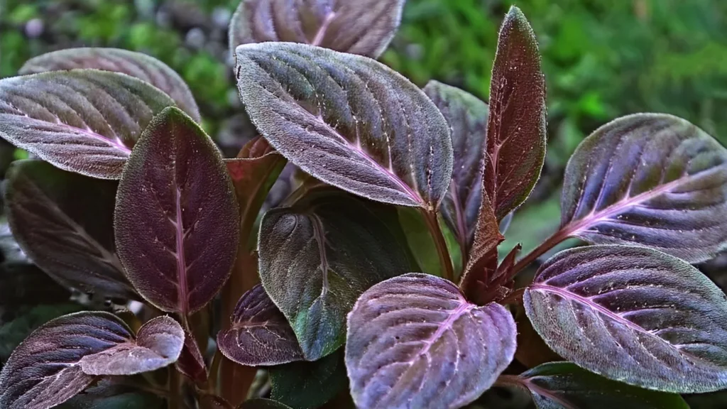 Lagenandra Meeboldii 'Red