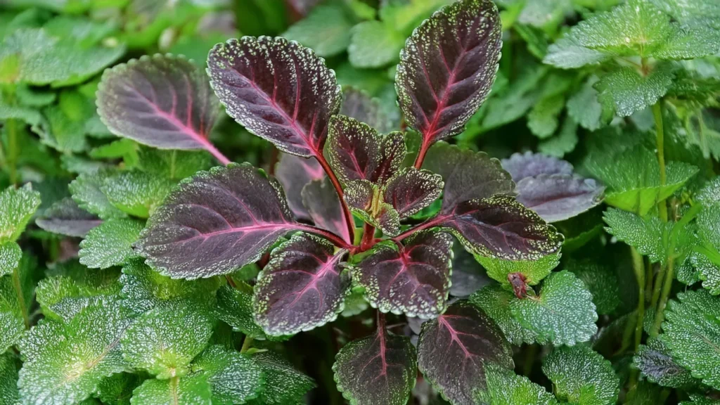 Lagenandra Meeboldii 'Red