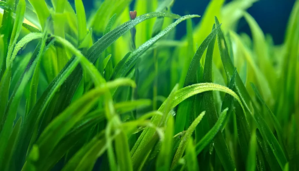 aqua plant