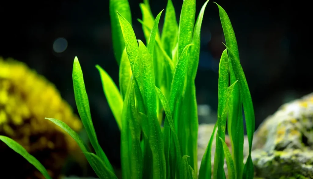 aqua plant