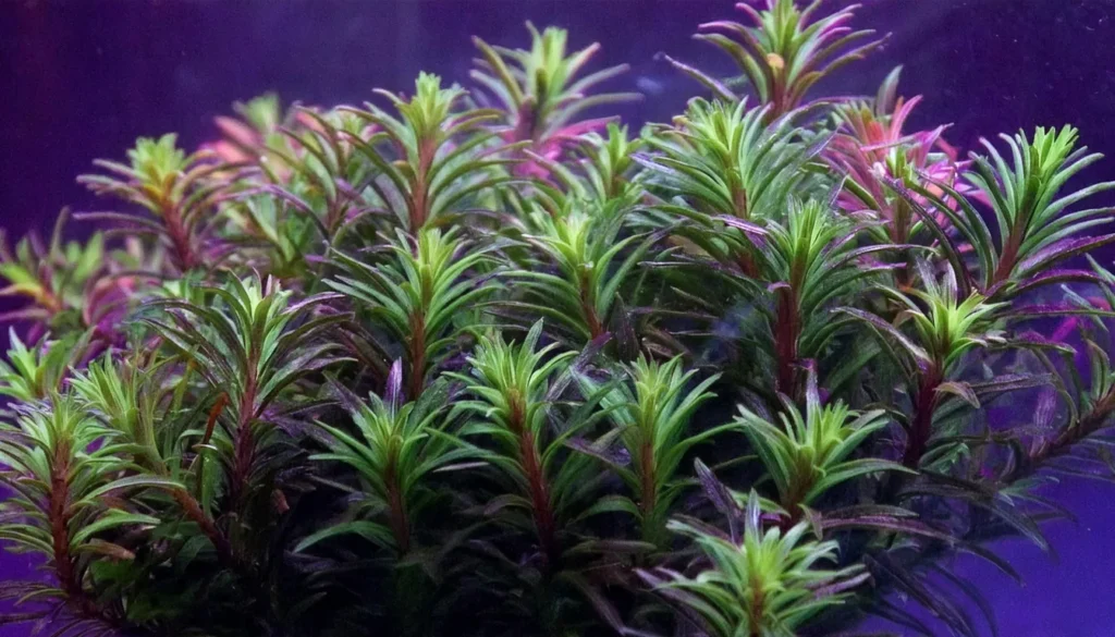 Limnophila Aromatica