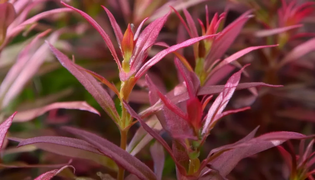 Limnophila Aromatica