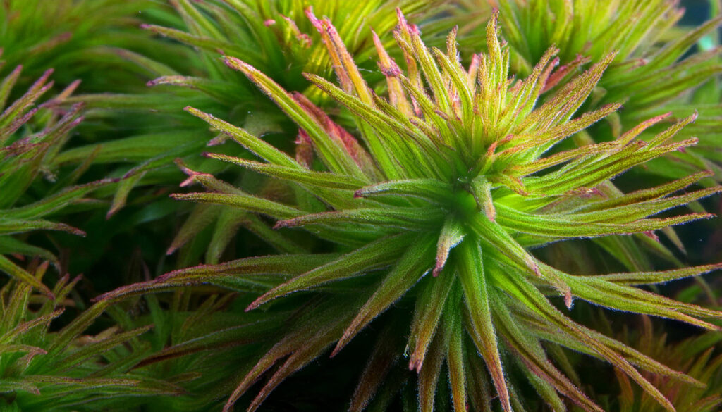 Ludwigia Inclinata