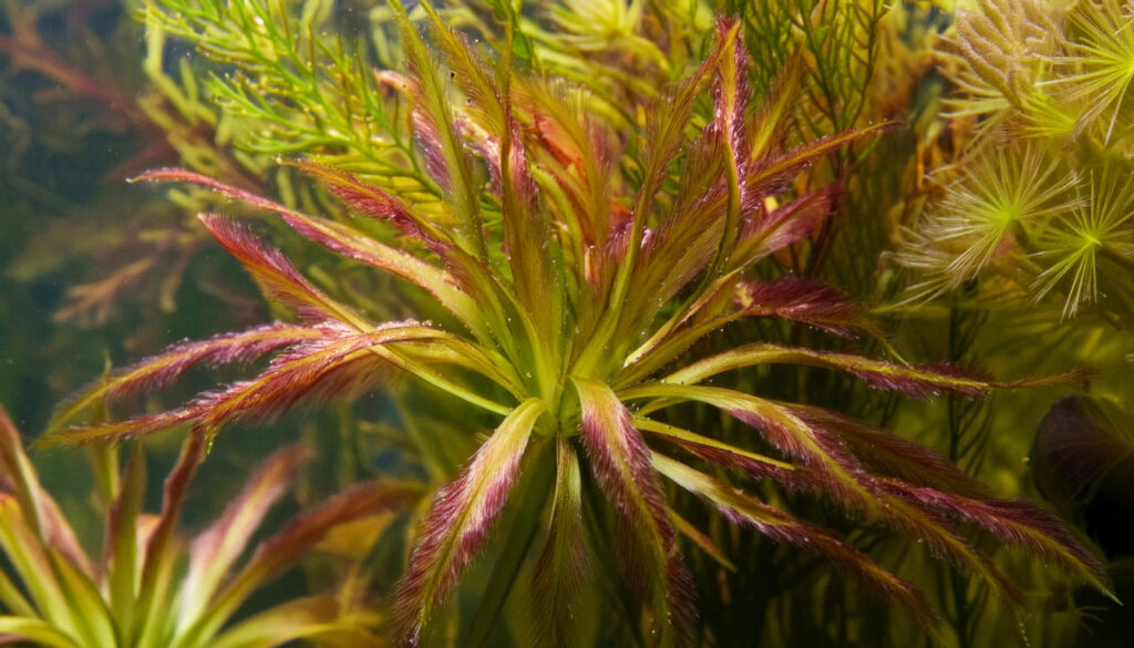 Ludwigia Inclinata