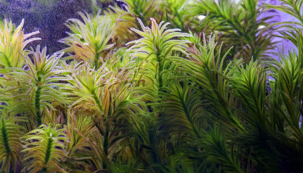 Ludwigia Inclinata