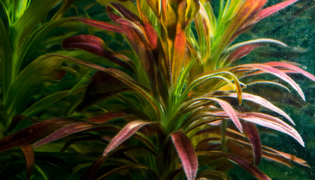 Ludwigia Inclinata