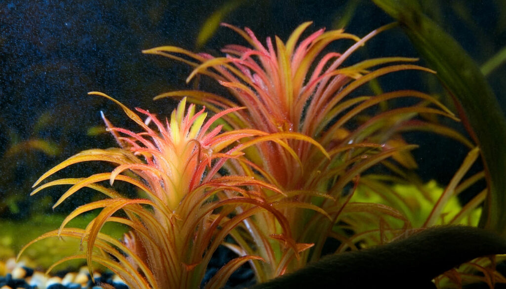 Ludwigia Inclinata