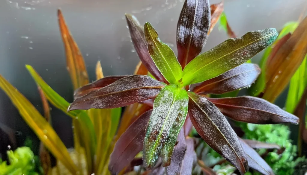 Ludwigia Peruensis