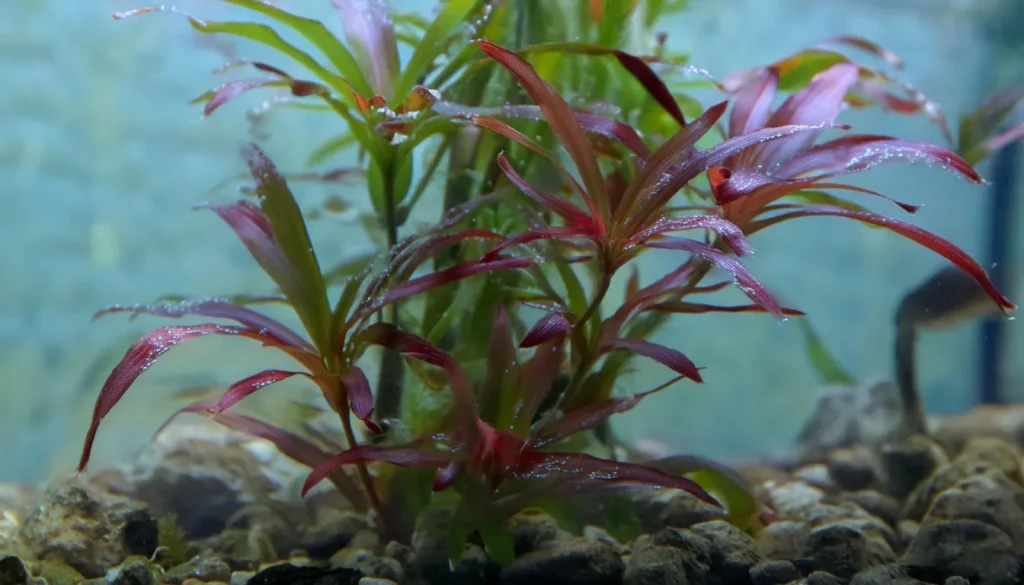 Ludwigia Peruensis