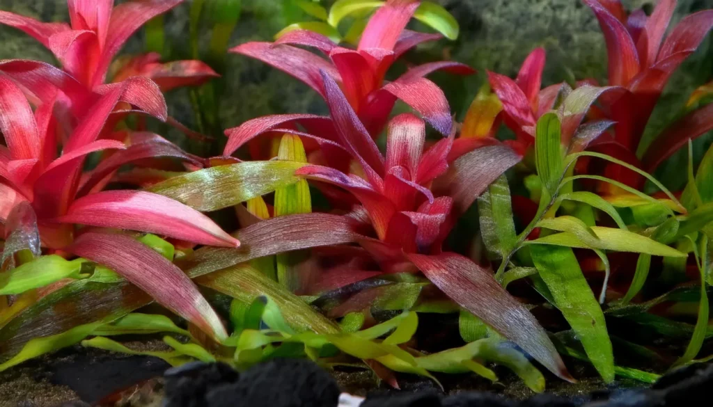 Ludwigia Peruensis