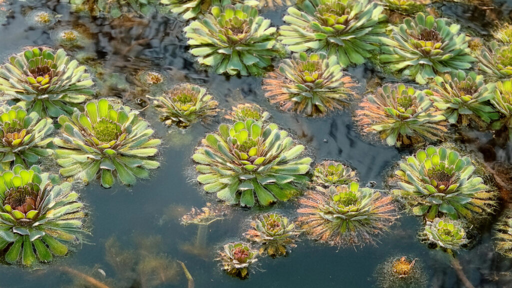 Ludwigia Sedioides