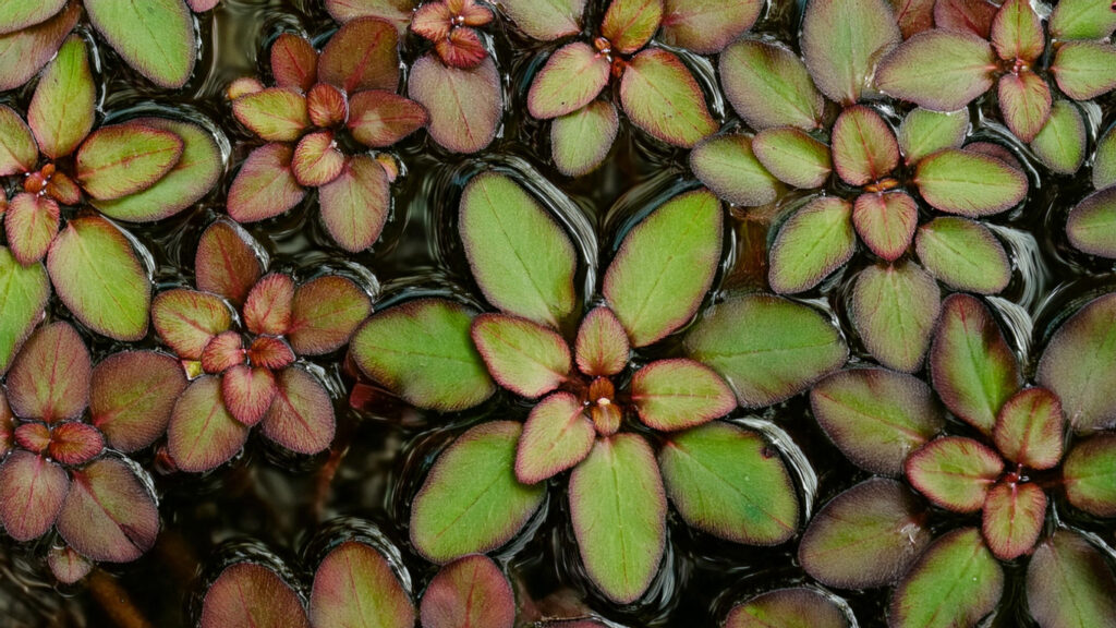 Ludwigia Sedioides