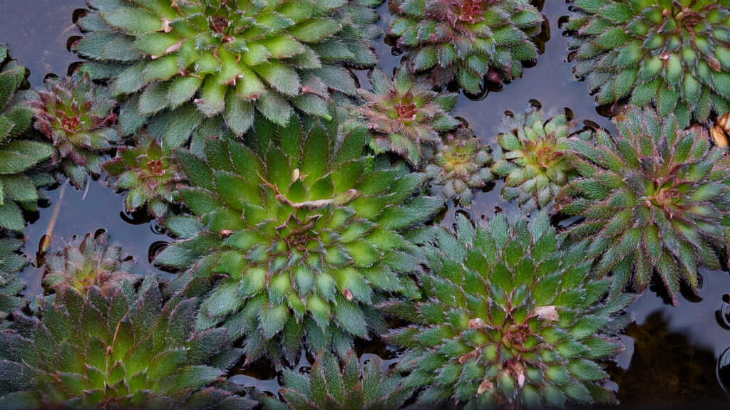 Ludwigia Sedioides