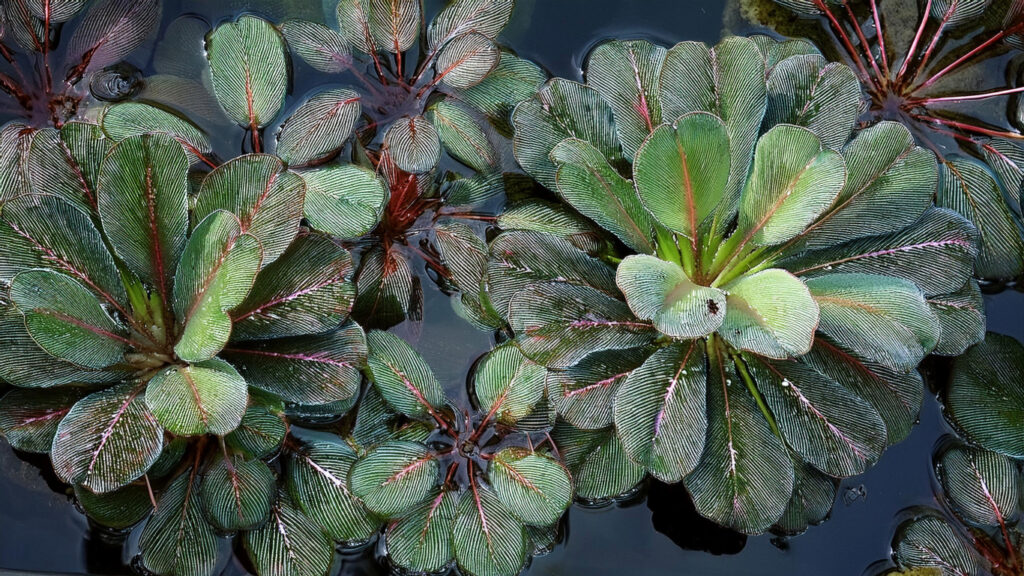 Ludwigia Sedioides